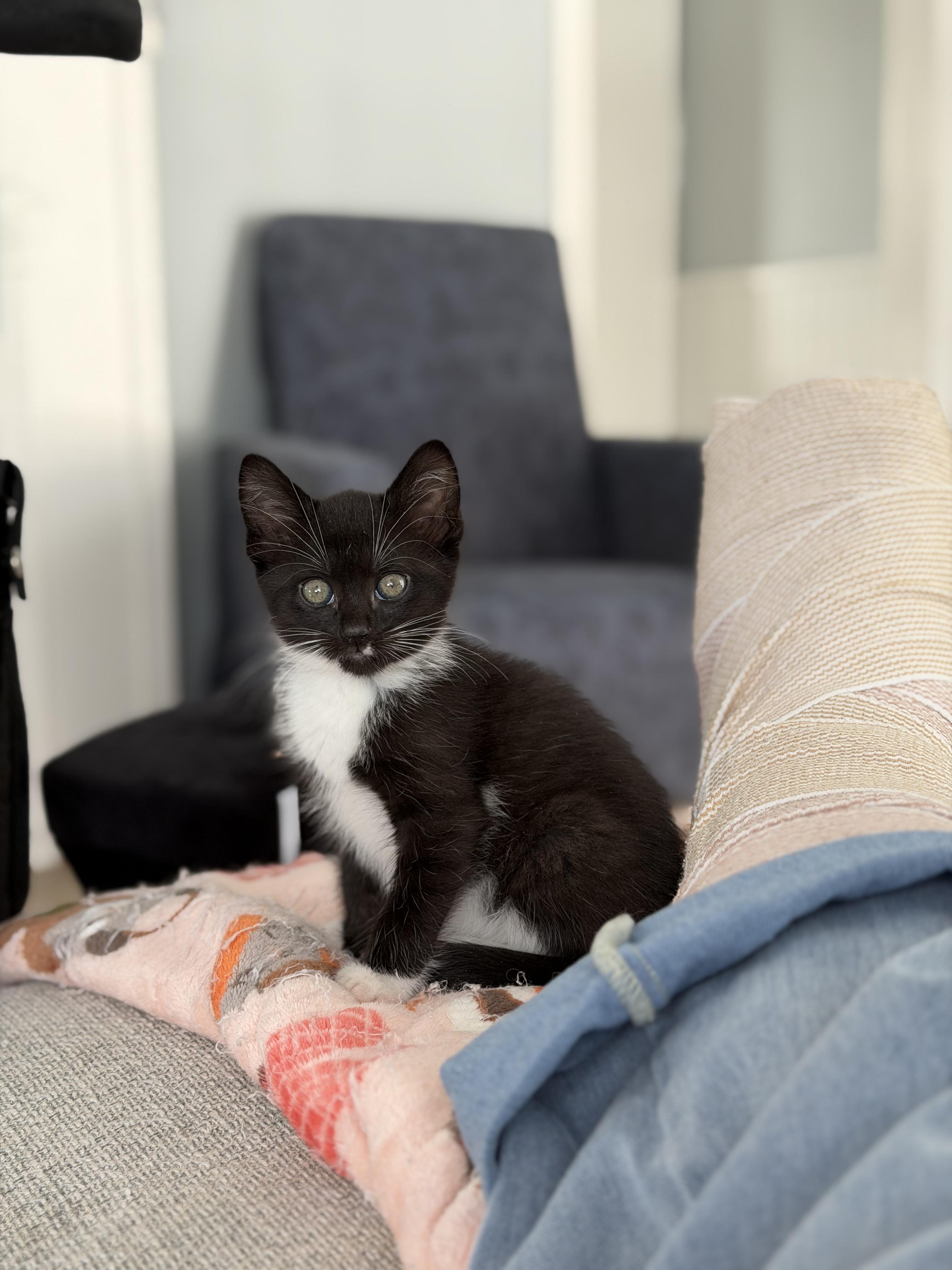 Mama Phoebe and Baby Merlin, an adopted Domestic Short Hair in West Haven, CT image 3/4