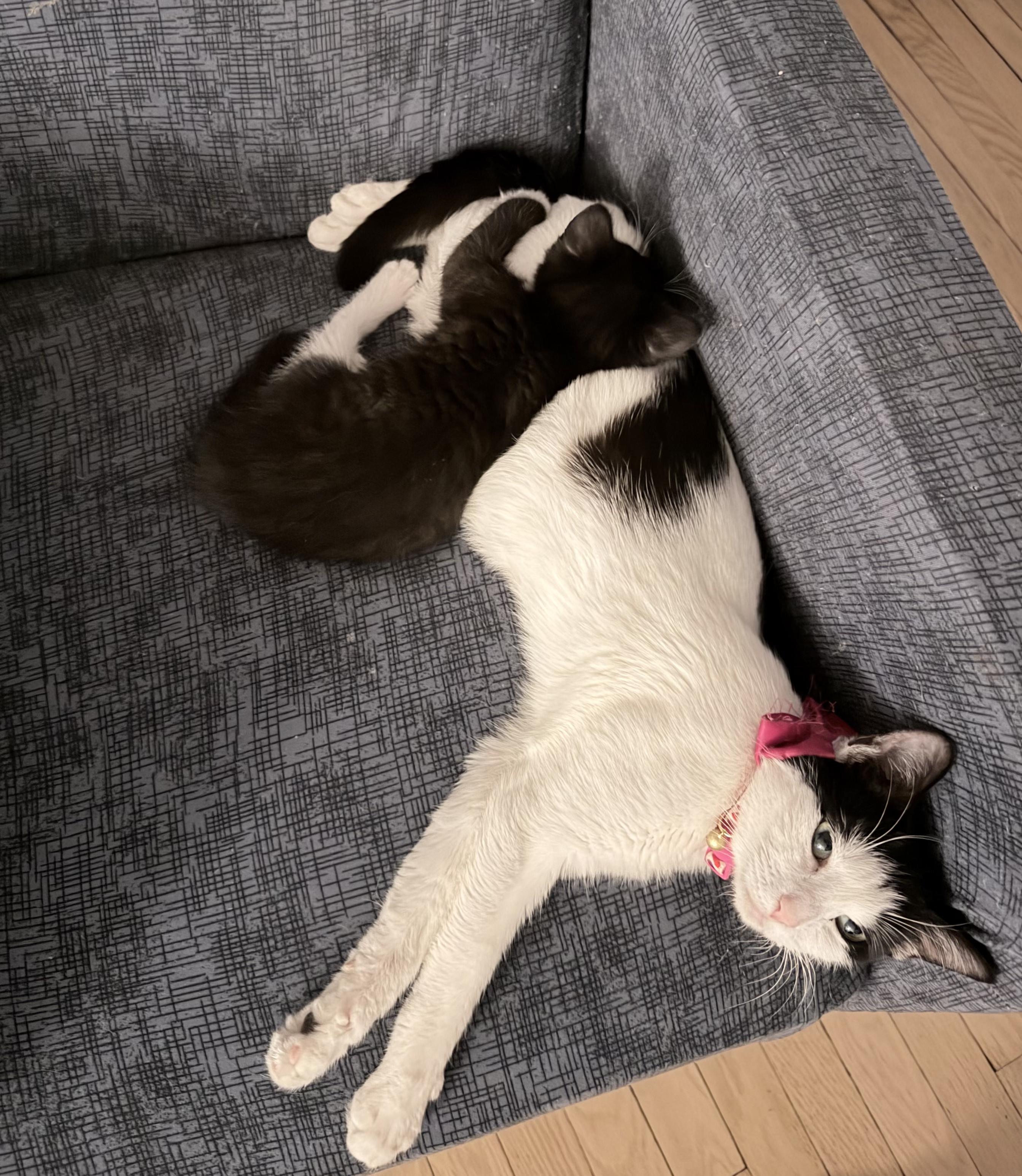 Mama Phoebe and Baby Merlin, an adopted Domestic Short Hair in West Haven, CT image 2/4