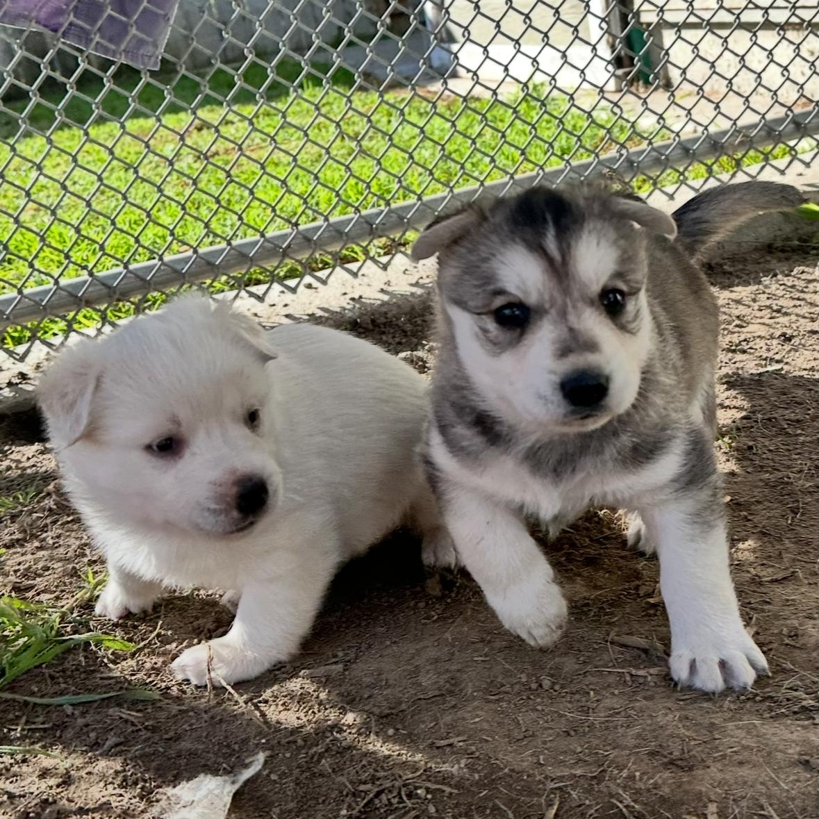 Enlarge Koala Bear, a Adoptable mixed breed in Sun Valley, CA image 3/5