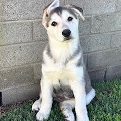Koala Bear, an adopted Husky in Sun Valley, CA image 4/4