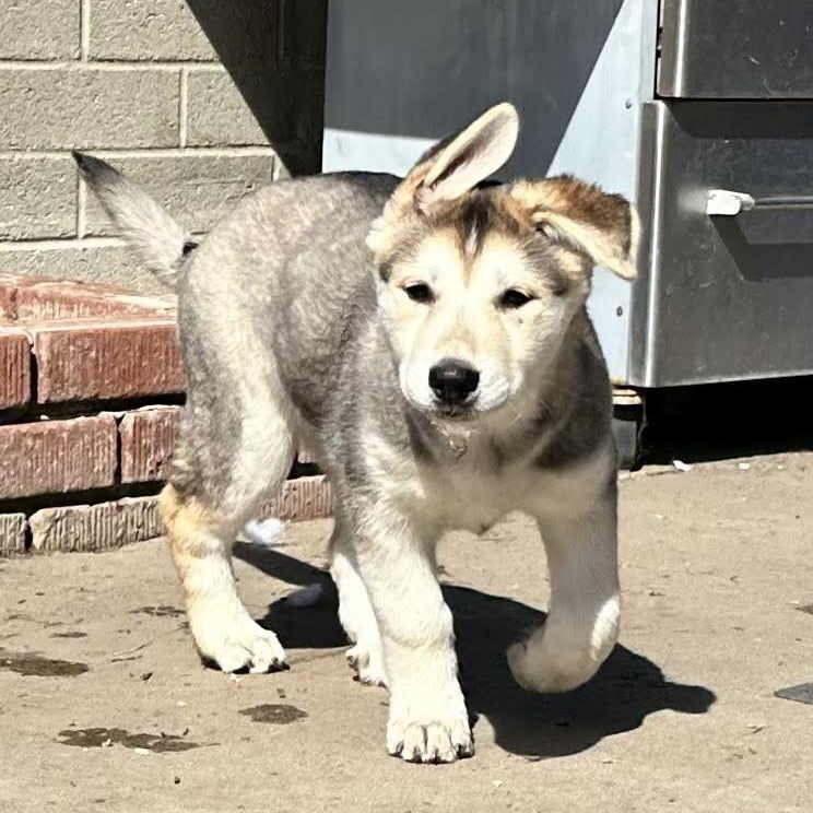 Koala Bear, an adopted Husky in Sun Valley, CA image 3/4