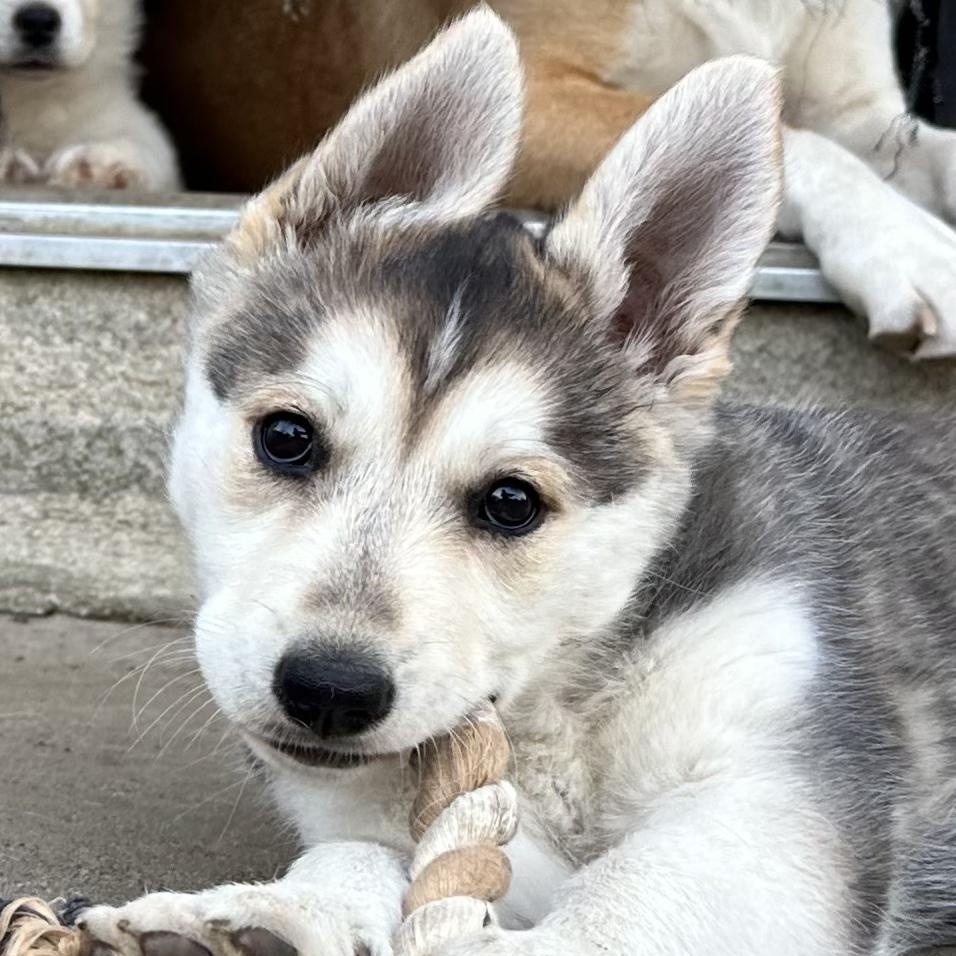 Koala Bear, Adoptable, Puppy Female Husky & Shepherd.