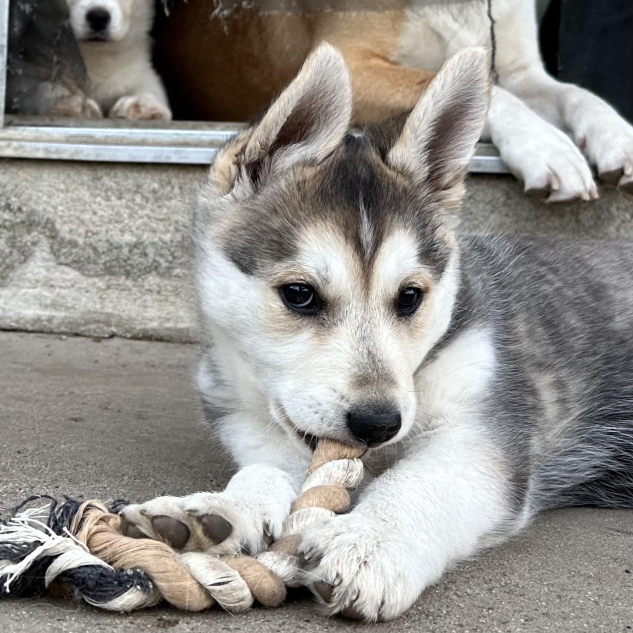 Enlarge Koala Bear, a Adoptable mixed breed in Sun Valley, CA image 5/5