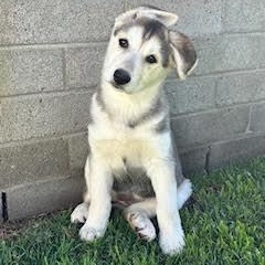 Koala Bear, Adoptable, Puppy Female Husky & Shepherd.