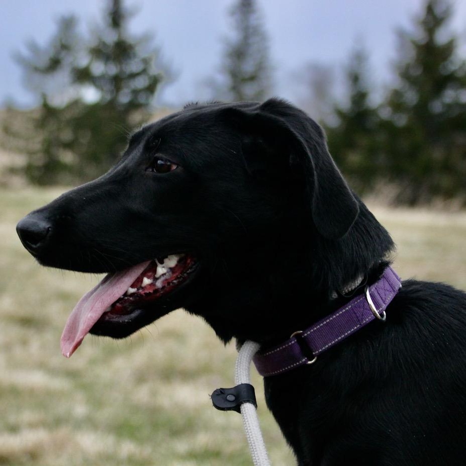 Enlarge Anne Bonny, a ADOPTABLE mixed breed in Williston, VT image 5/6