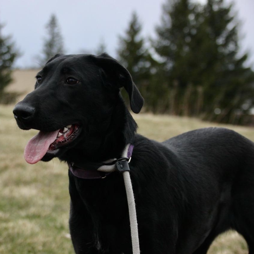 Enlarge Anne Bonny, a ADOPTABLE mixed breed in Williston, VT image 4/6