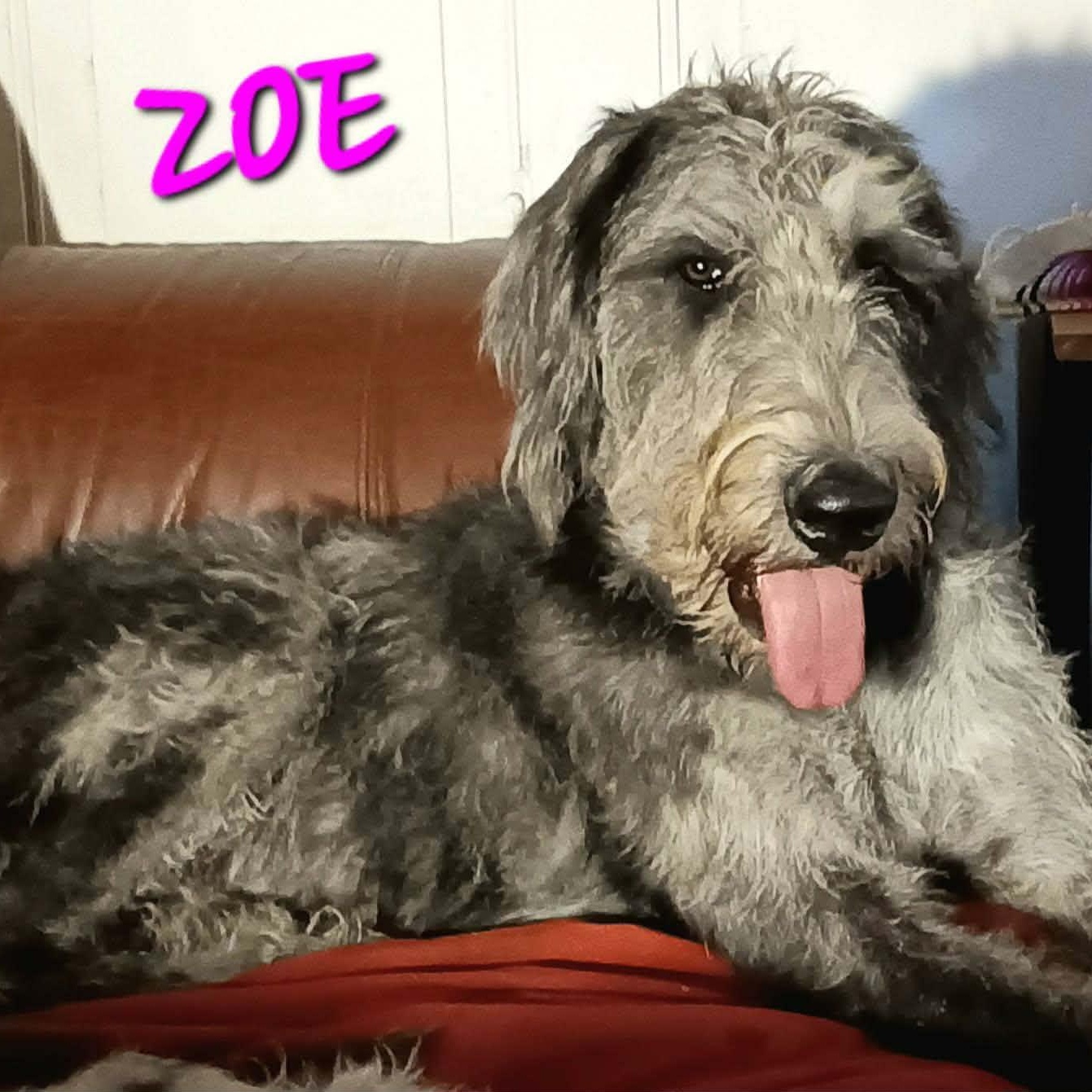 Enlarge Anne Bonny, a ADOPTABLE mixed breed in Williston, VT image 3/4