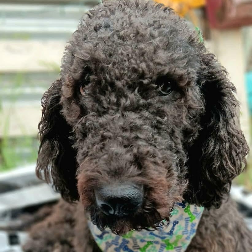 Enlarge Anne Bonny, a ADOPTABLE mixed breed in Williston, VT image 4/4