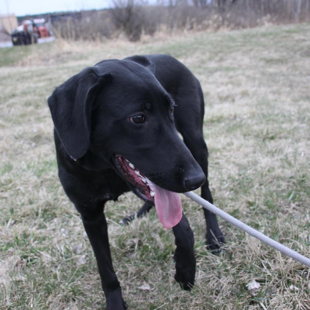 Enlarge Anne Bonny, a ADOPTABLE mixed breed in Williston, VT image 3/6