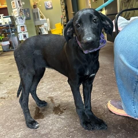 Anne Bonny, ADOPTABLE, Puppy Female Great Dane & Standard Poodle.