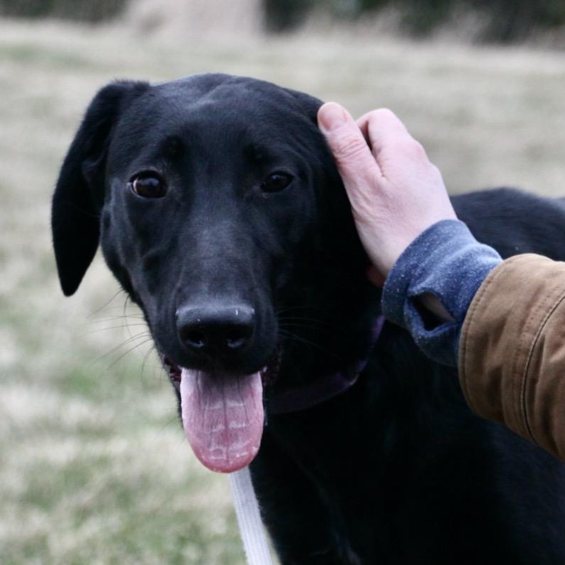 Enlarge Anne Bonny, a ADOPTABLE mixed breed in Williston, VT image 2/6