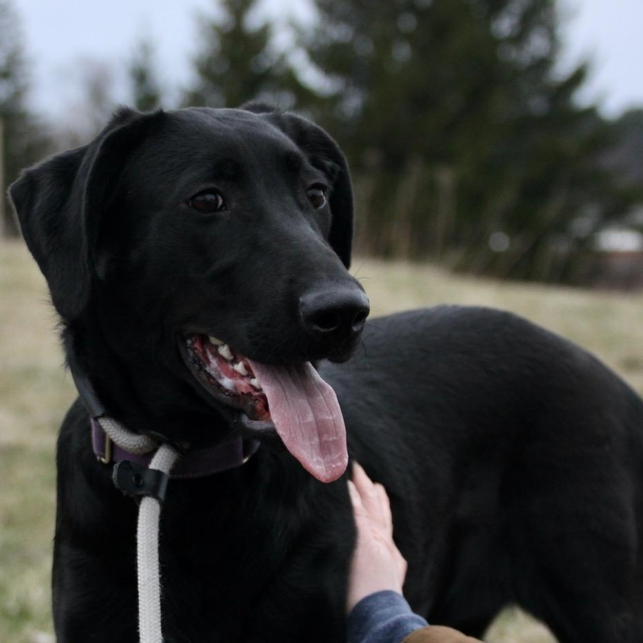Enlarge Anne Bonny, a ADOPTABLE mixed breed in Williston, VT image 1/6
