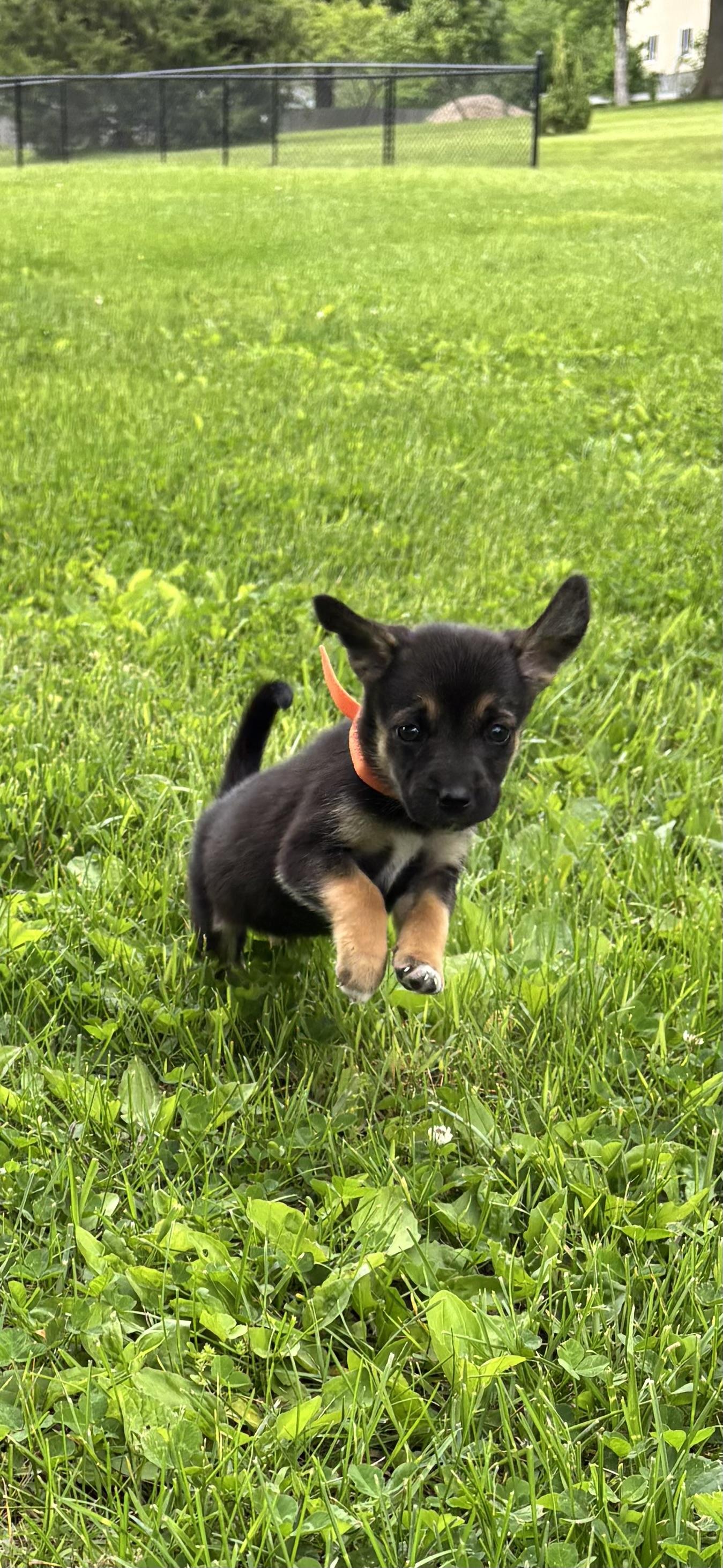 Winnie /Orange 1, Adoptable, Puppy Female Rough Collie & Black Mouth Cur.