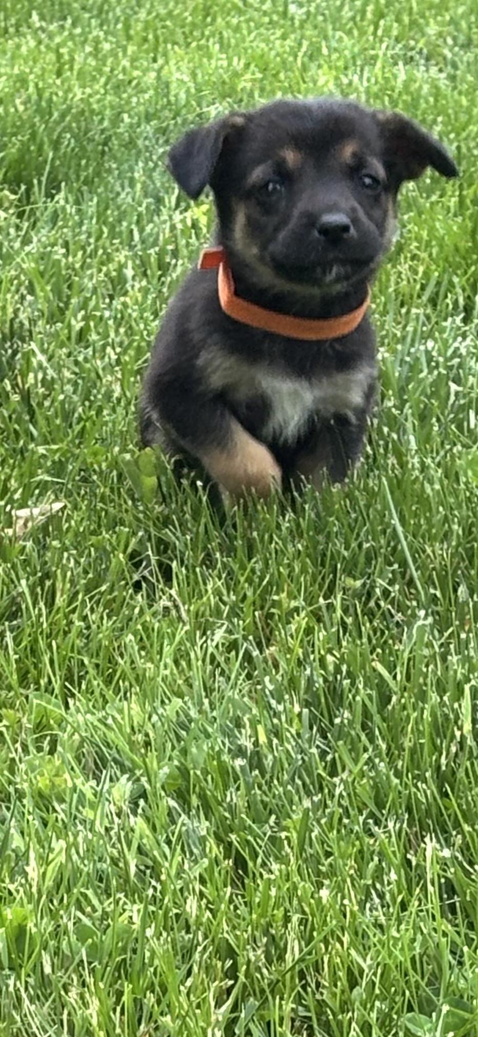 Winnie /Orange 1, a Adoptable mixed breed in Mexico, MO image 2/4