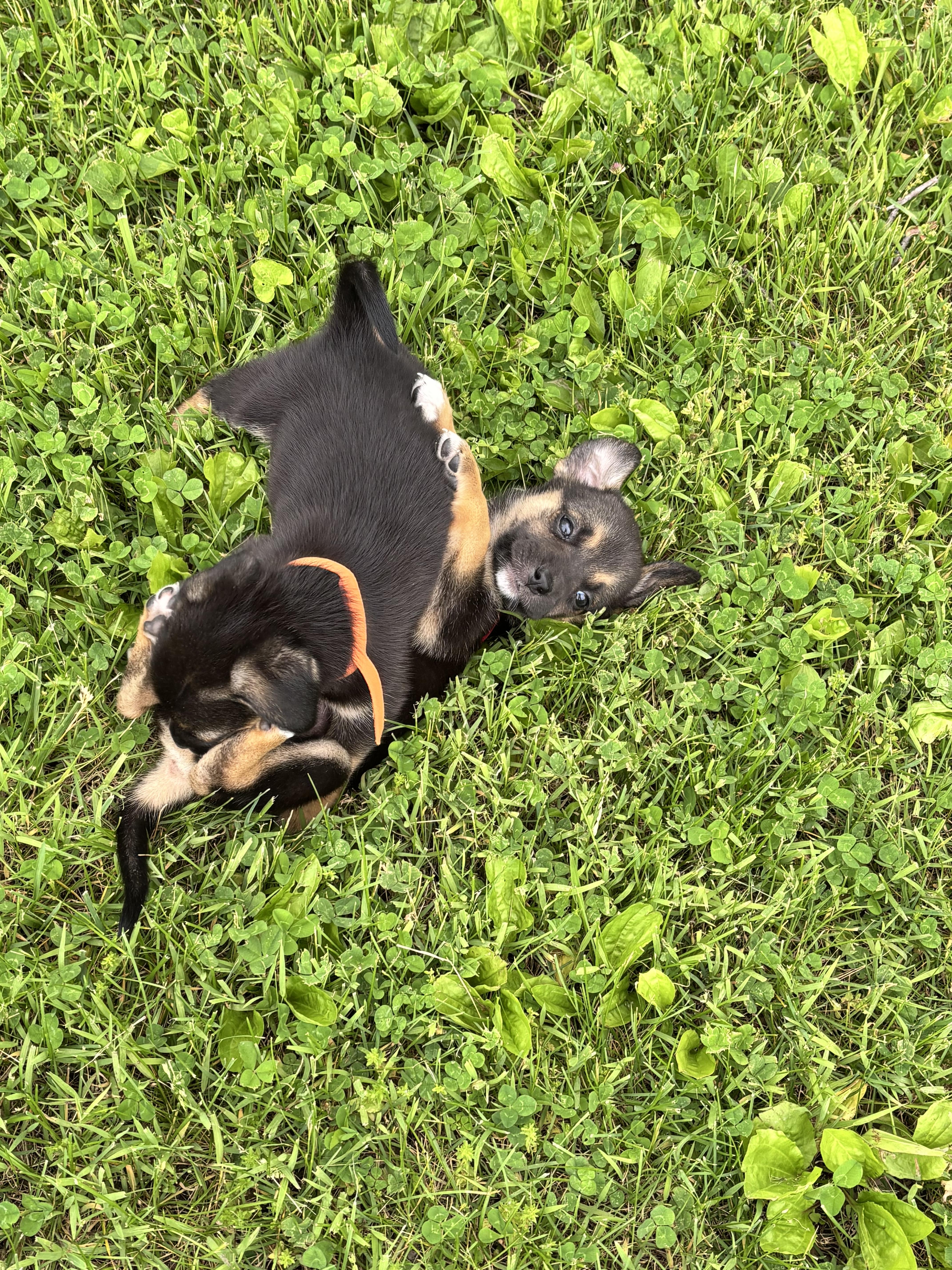 Winnie /Orange 1, a Adoptable mixed breed in Mexico, MO image 3/4