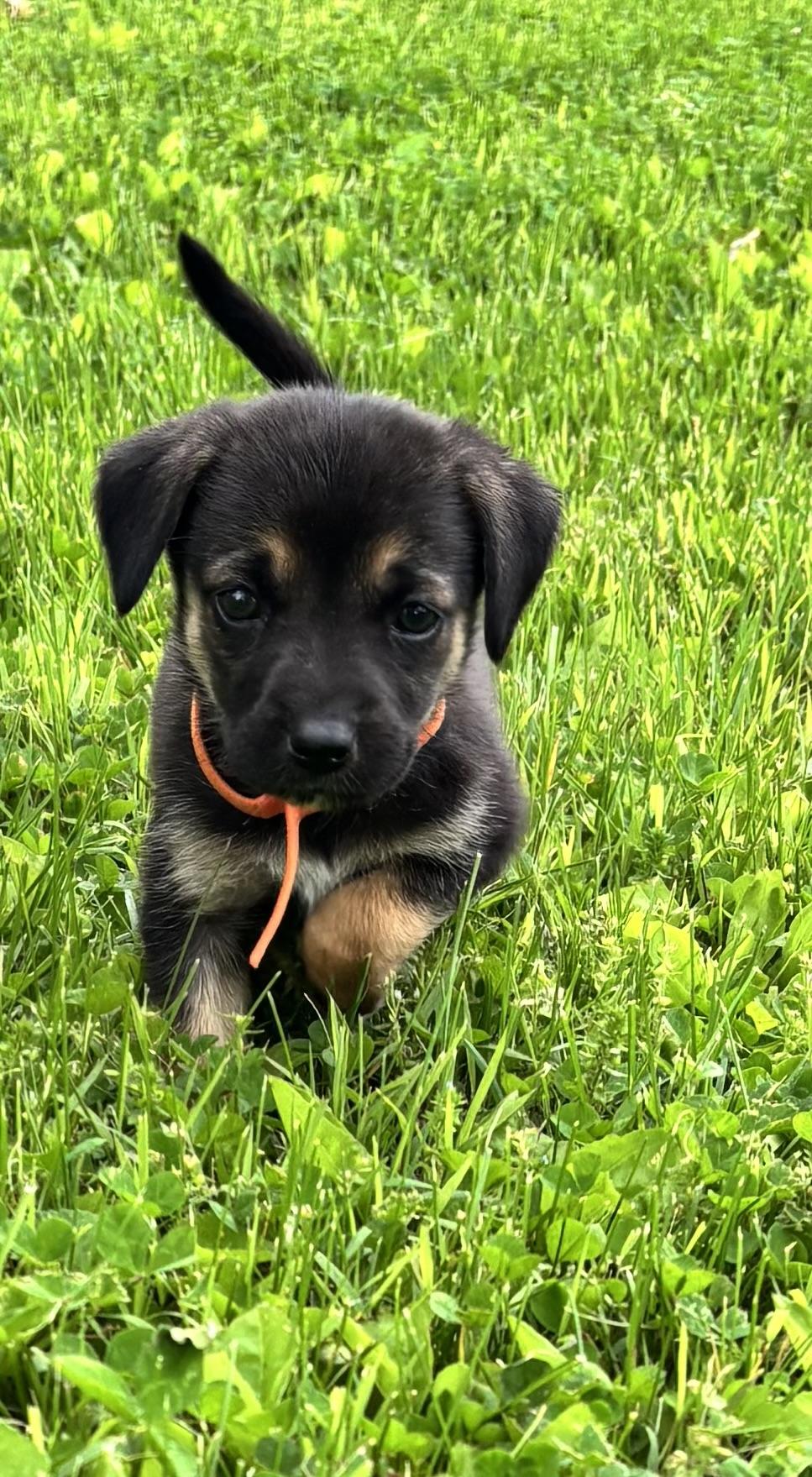 Winnie /Orange 1, a Adoptable mixed breed in Mexico, MO image 4/4