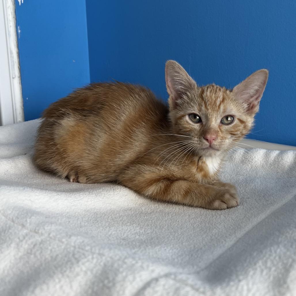 Cream Cheese, Adoptable, Kitten Female Domestic Short Hair.