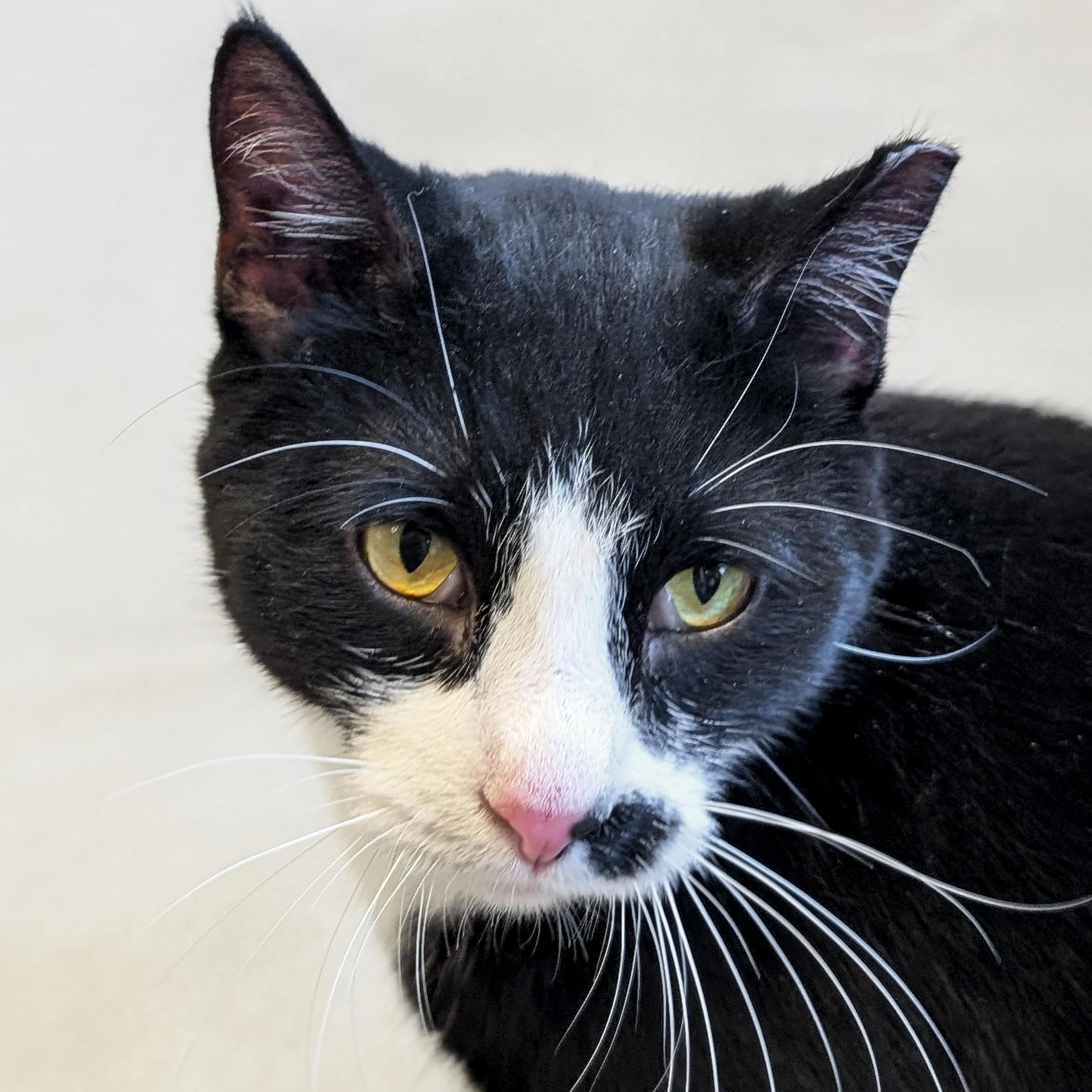 Ink Spot, ADOPTABLE, Adult Male Domestic Short Hair.