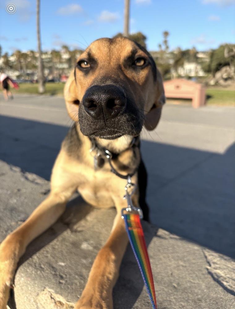Jordie, a Adoptable mixed breed in Escondido, CA image 2/6