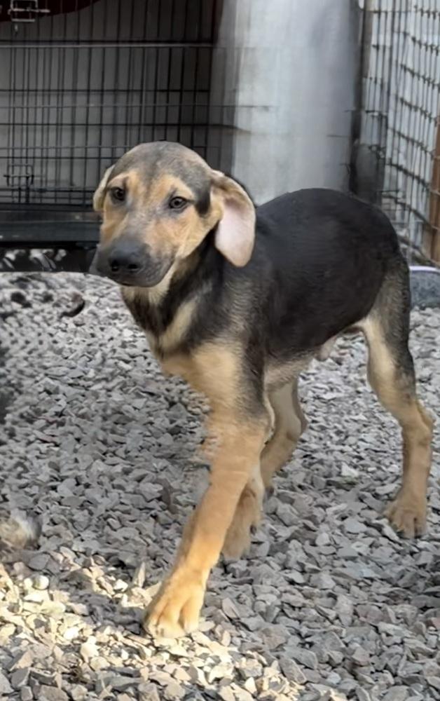 Enlarge Jordie, a Adoptable mixed breed in Escondido, CA image 2/6