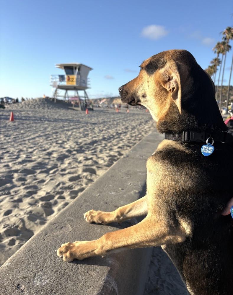 Jordie, a Adoptable mixed breed in Escondido, CA image 3/6
