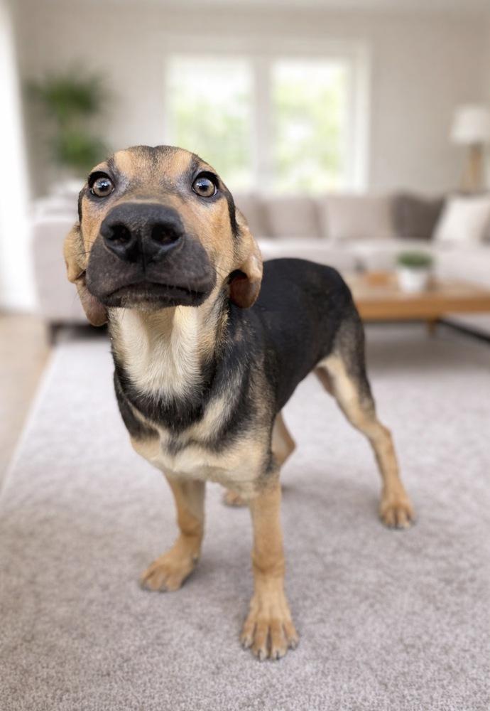 Enlarge Jordie, a Adoptable mixed breed in Escondido, CA image 3/6