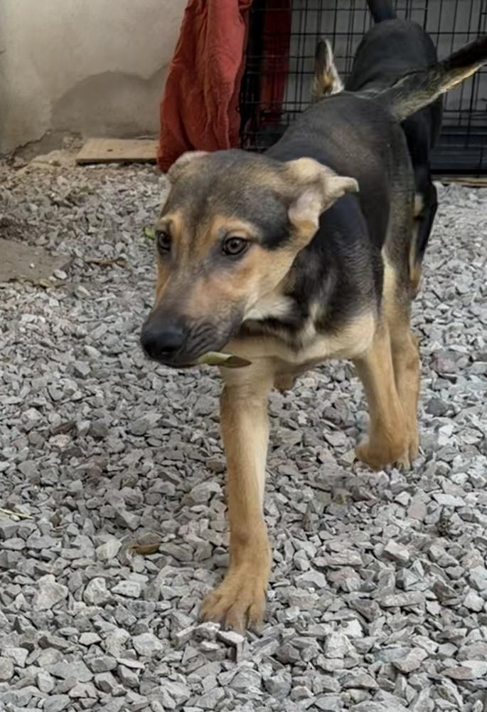 Enlarge Jordie, a Adoptable mixed breed in Escondido, CA image 4/6