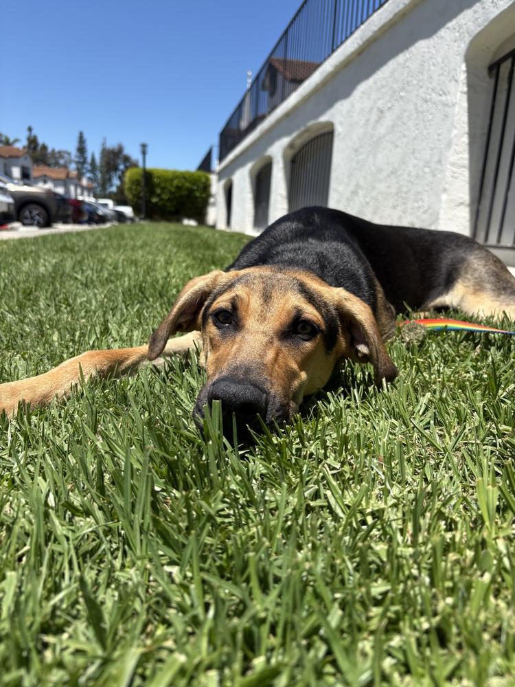 Jordie, a Adoptable mixed breed in Escondido, CA image 4/6