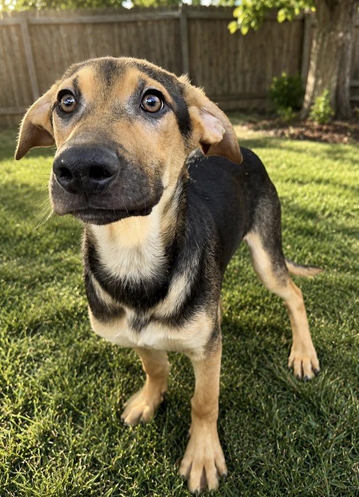 Jordie, a Adoptable mixed breed in Escondido, CA image 3/5