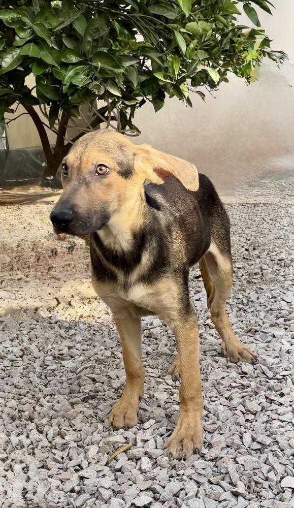 Enlarge Jordie, a Adoptable mixed breed in Escondido, CA image 5/6