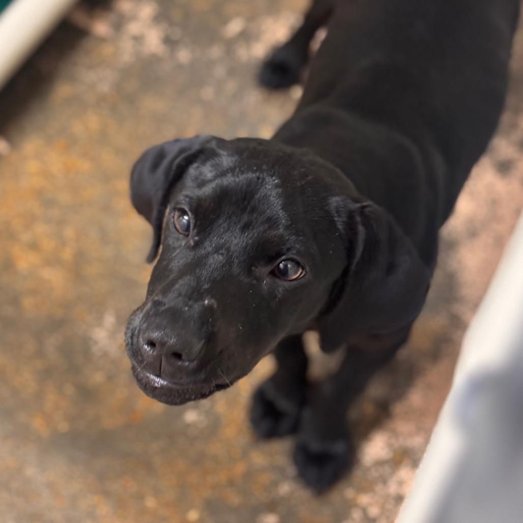 Enlarge Gunner, a Adoptable mixed breed in Starkville, MS image 1/1