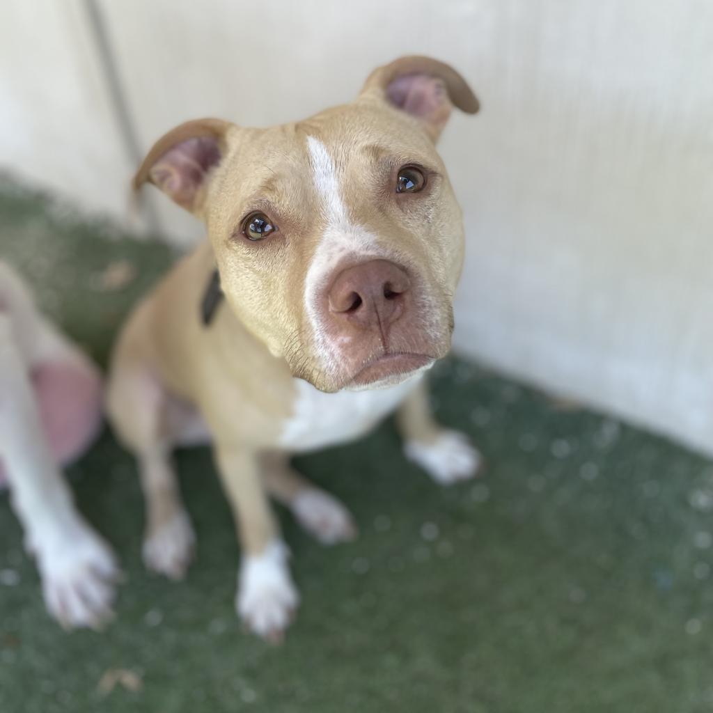 Kona — thumbnail 2