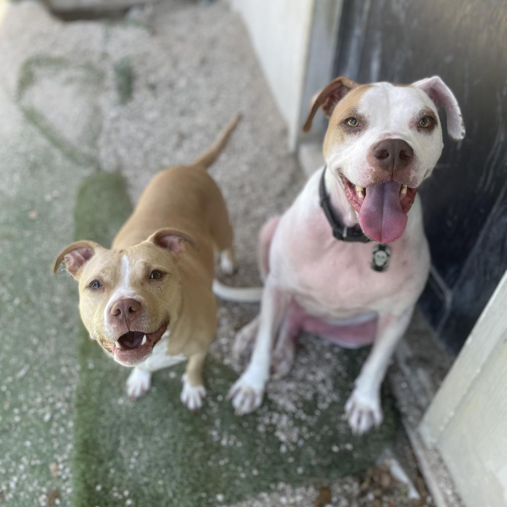 Kona — thumbnail 3