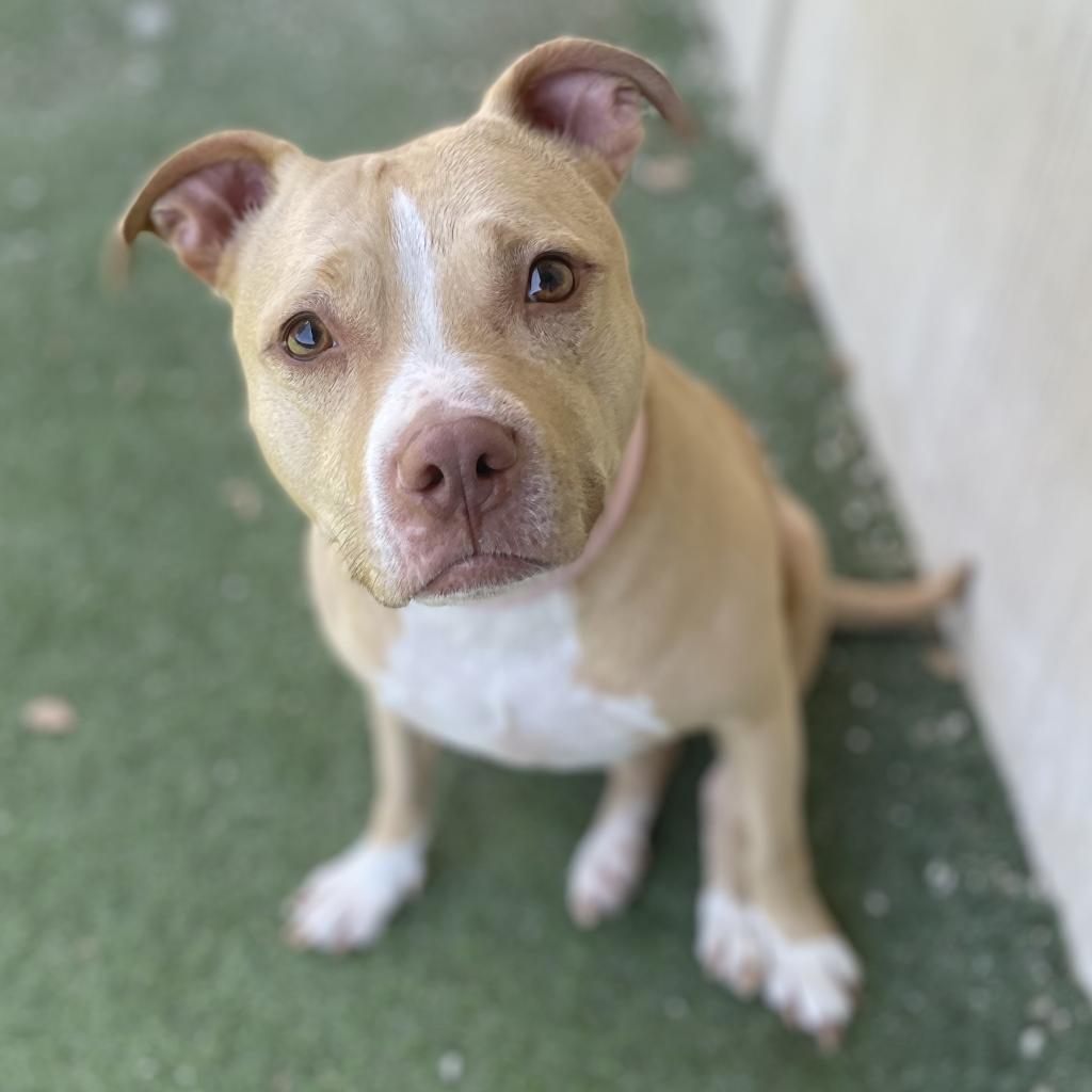 Kona — thumbnail 4