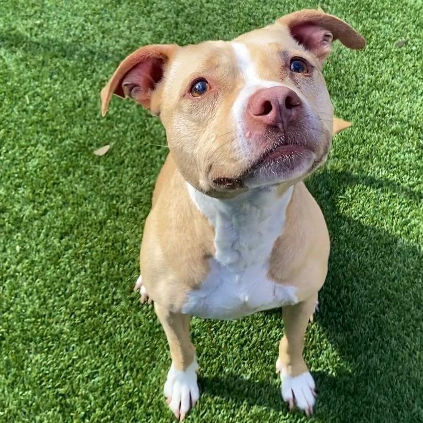 Kona — thumbnail 6