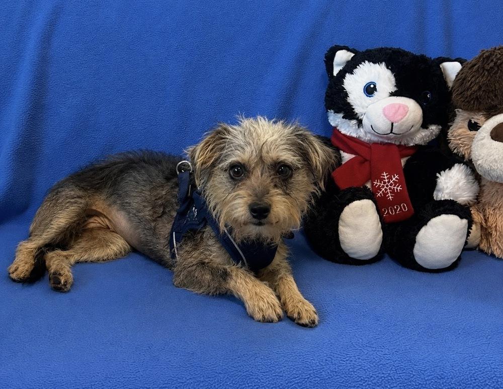 Petunia, Adoptable, Adult Female Terrier & Cairn Terrier.