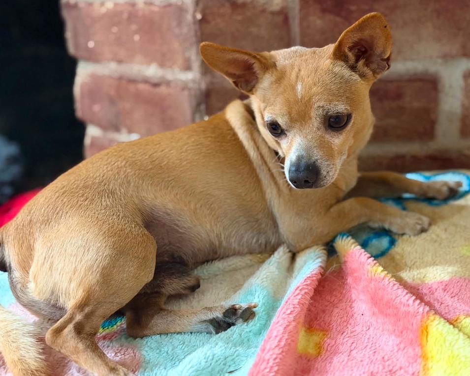 Simba in TX, Adoptable, Adult Male Chihuahua.