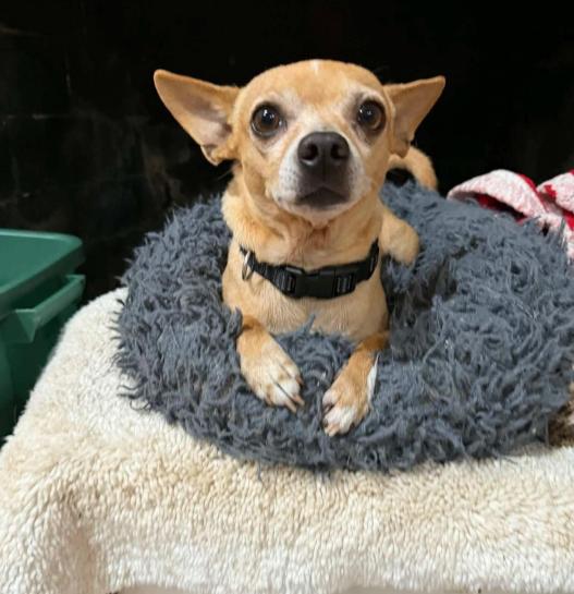 Simba in TX, a Adoptable Chihuahua in Cranston, RI image 2/2