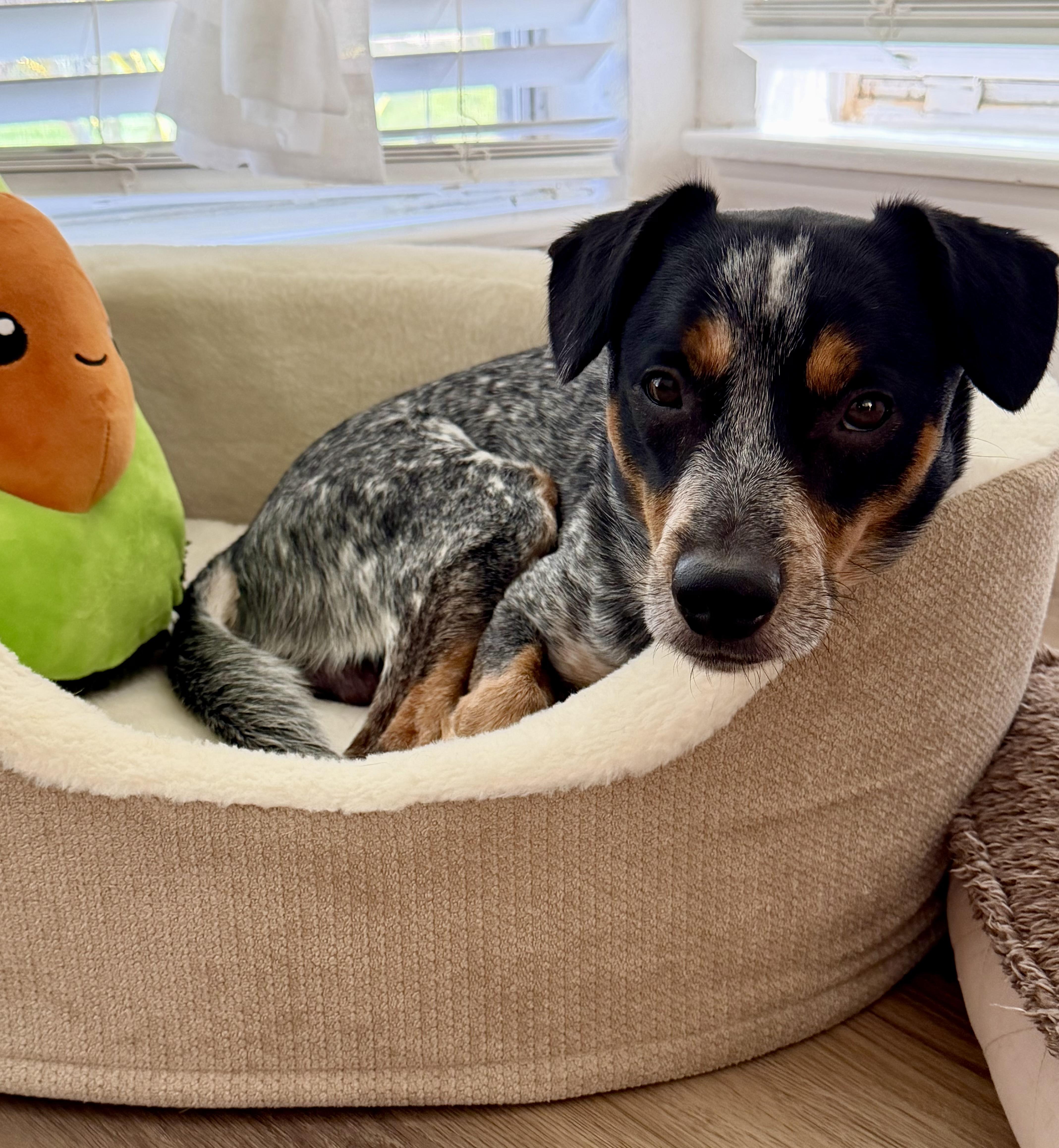 Enlarge Blue, a Adopted Australian Cattle Dog / Blue Heeler in Humble, TX image 1/6