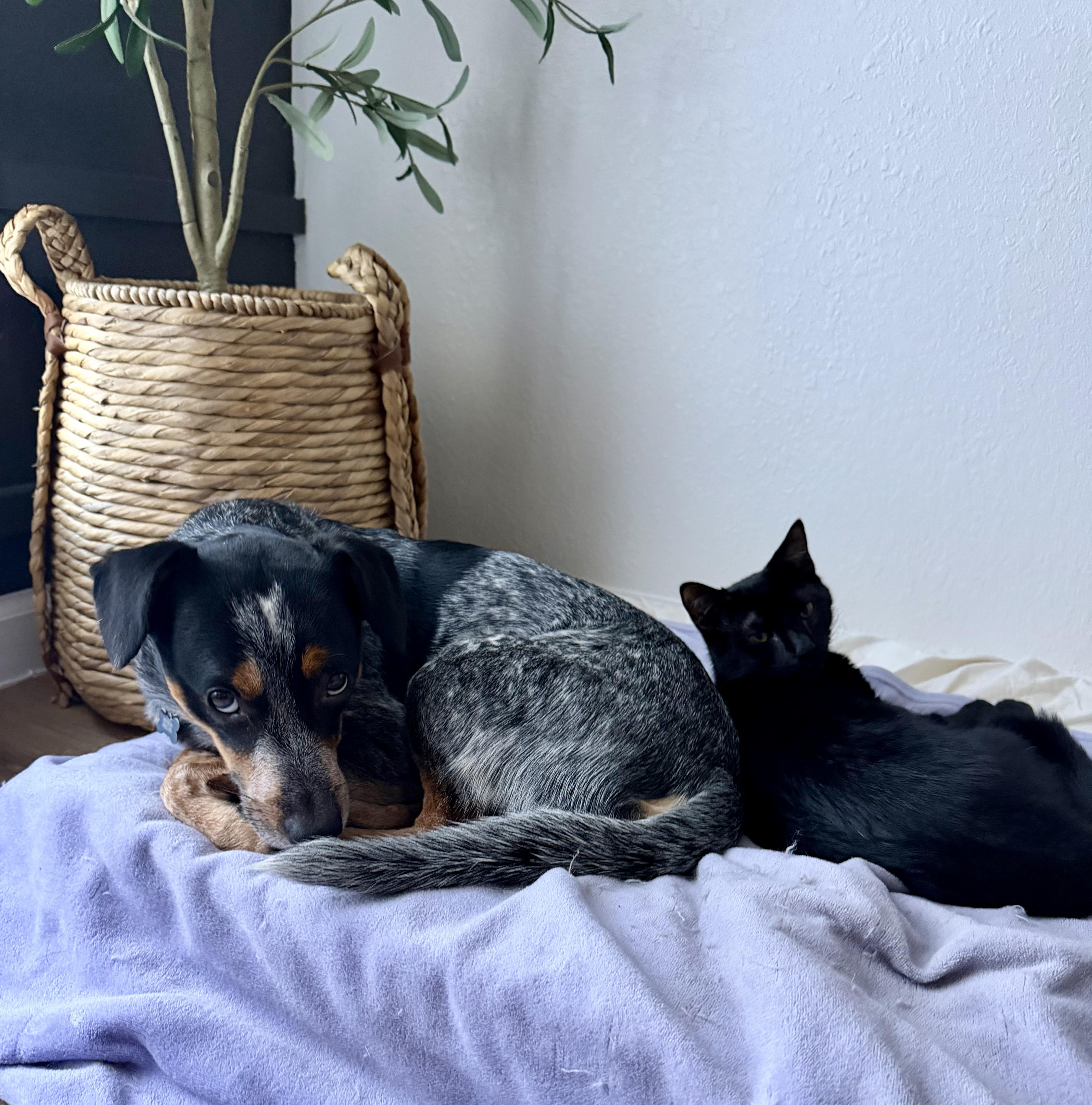 Enlarge Blue, a Adopted Australian Cattle Dog / Blue Heeler in Humble, TX image 2/6