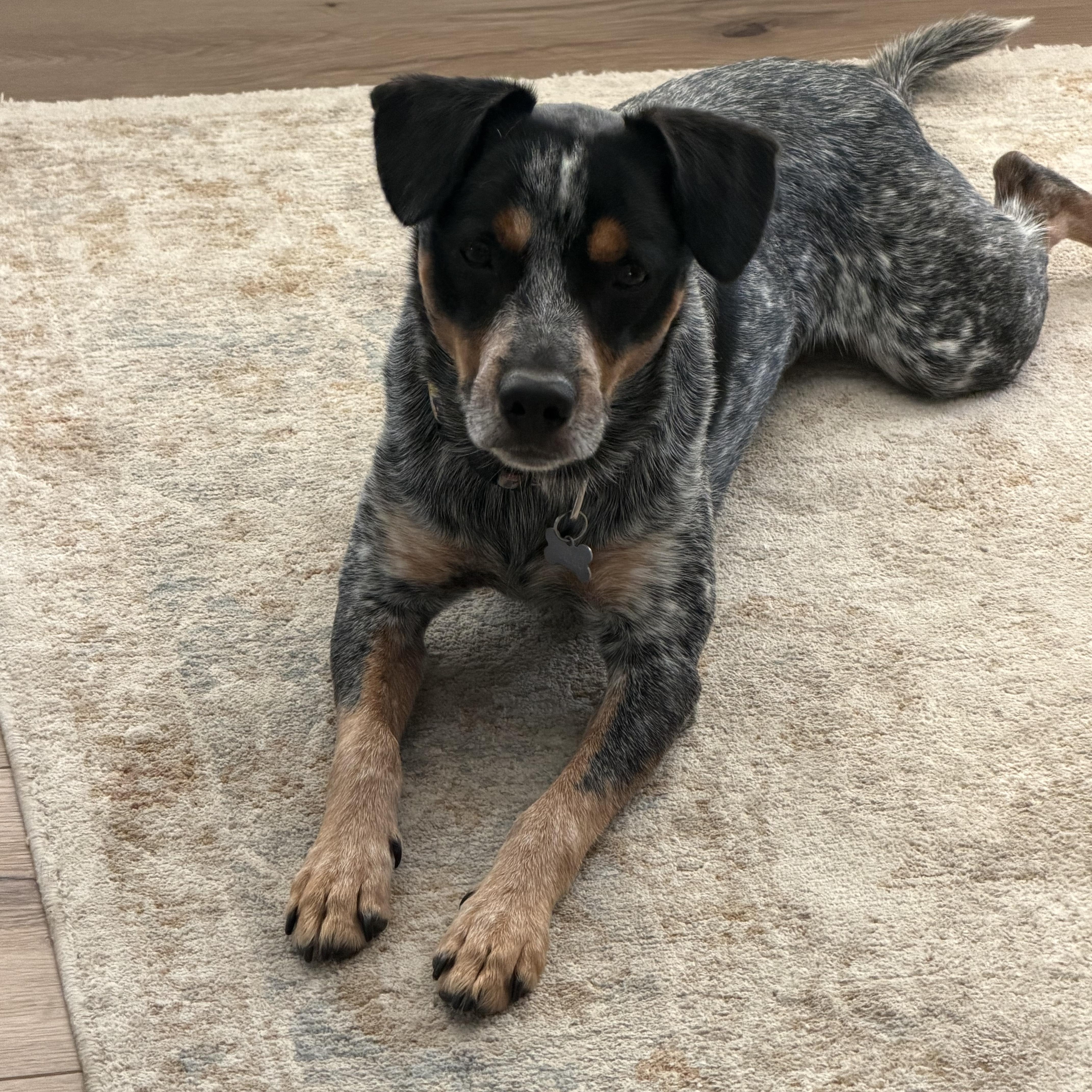 Enlarge Blue, a Adopted Australian Cattle Dog / Blue Heeler in Humble, TX image 3/6