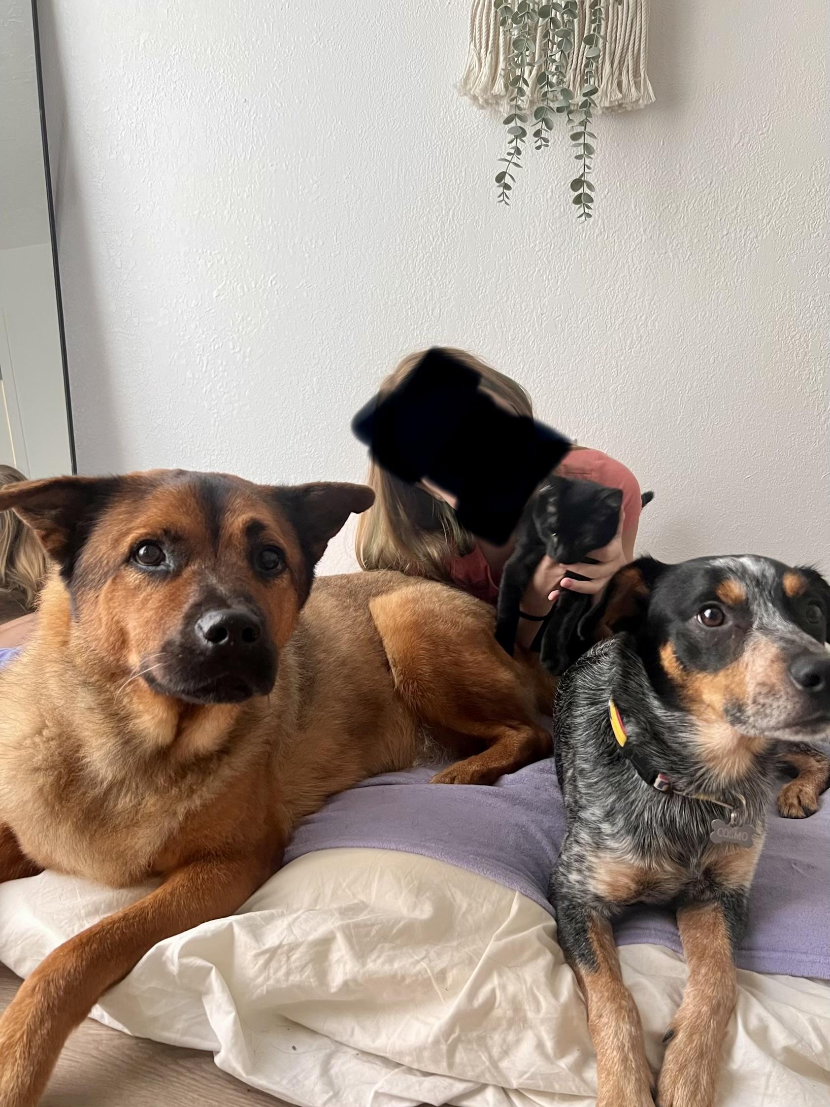 Enlarge Blue, a Adopted Australian Cattle Dog / Blue Heeler in Humble, TX image 6/6