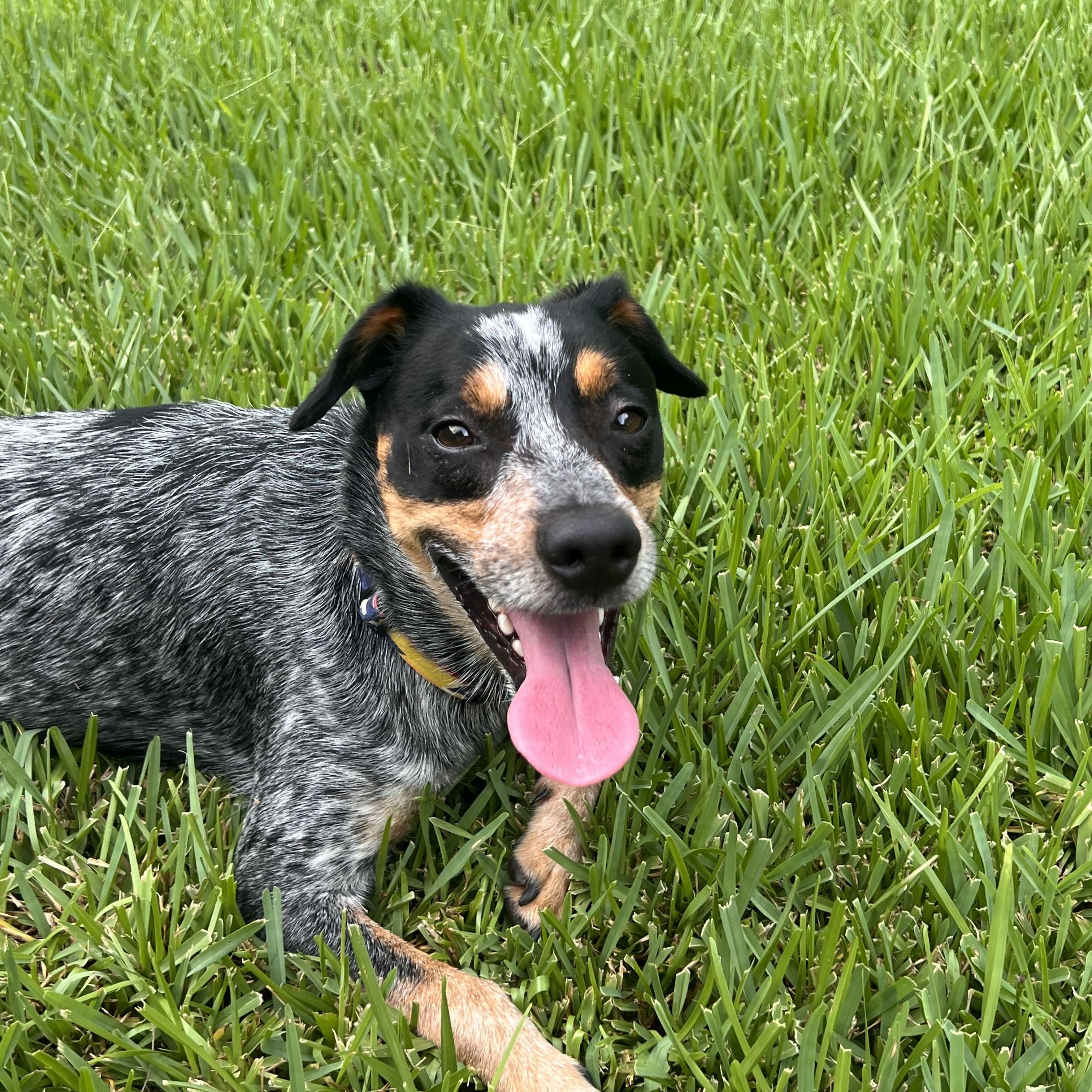 Enlarge Blue, a Adopted Australian Cattle Dog / Blue Heeler in Humble, TX image 4/6