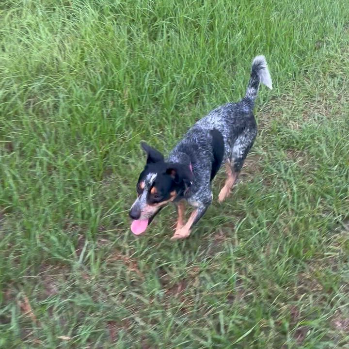 Enlarge Blue, a Adopted Australian Cattle Dog / Blue Heeler in Humble, TX video 5/6