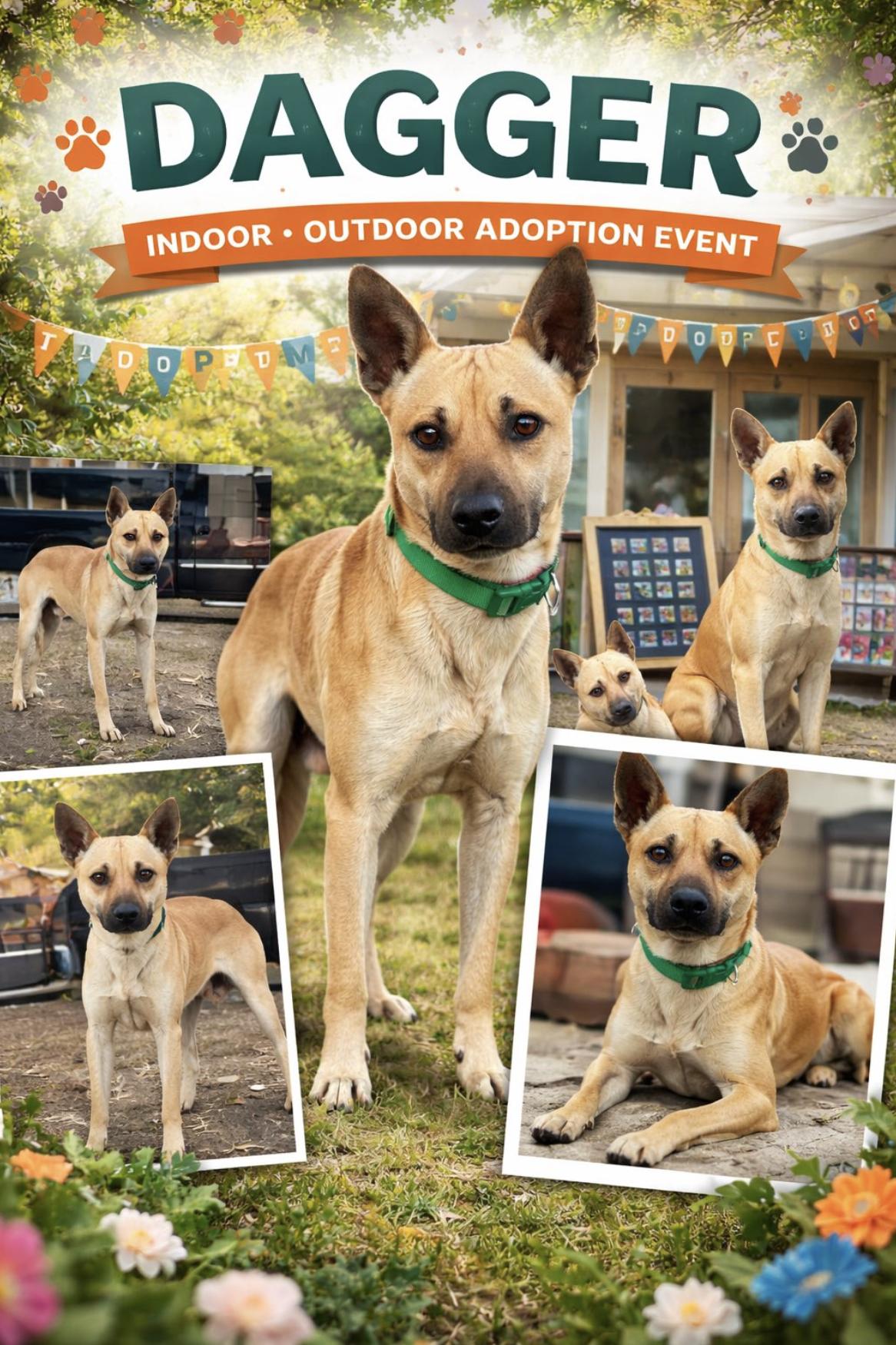 Dagger, adopted, Young Male Carolina Dog.