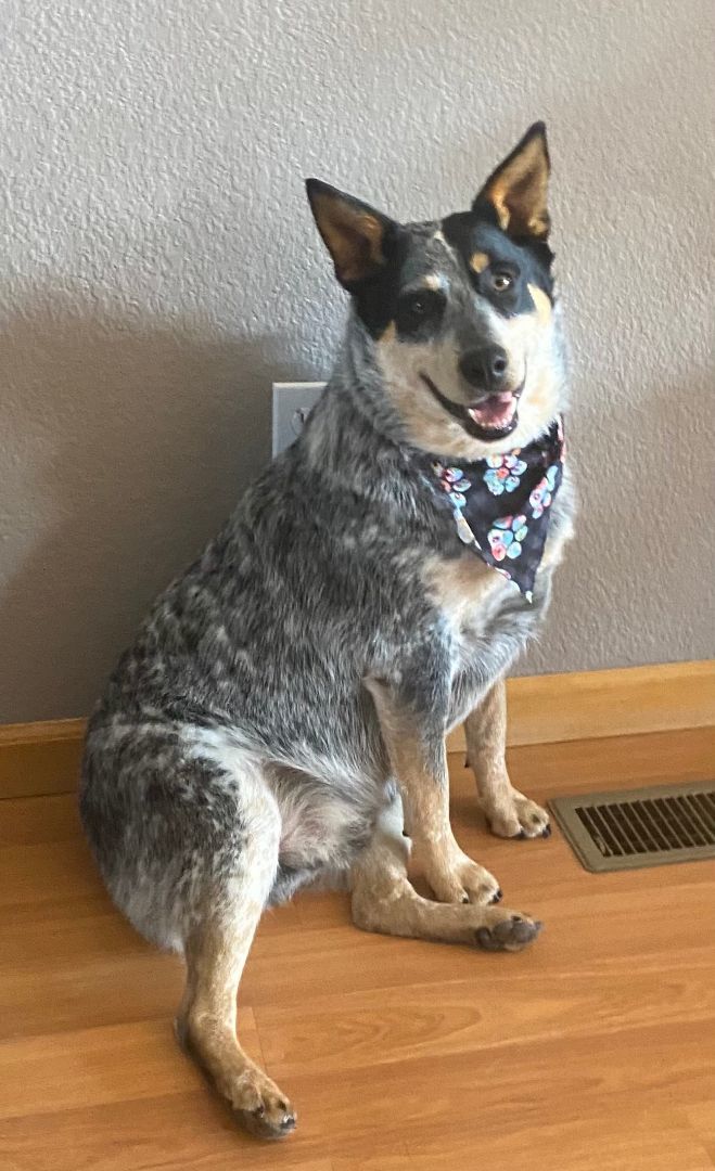 Enlarge Cooper, an adopted Australian Cattle Dog / Blue Heeler in Greeley, CO image 2/3