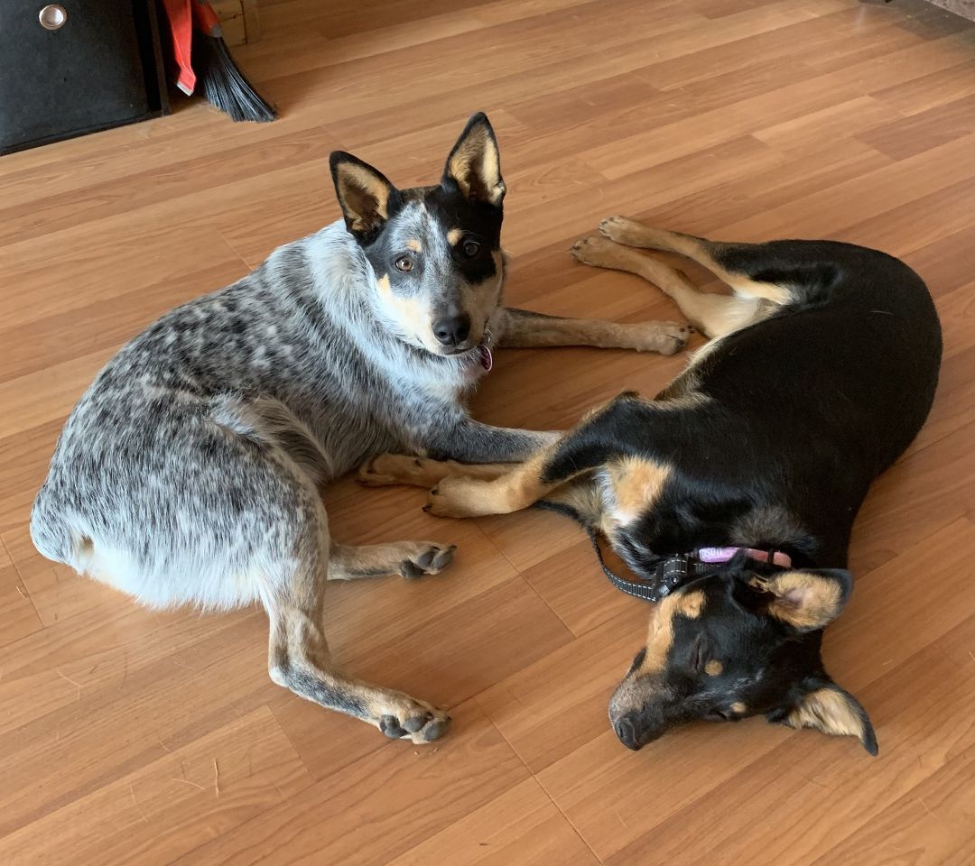 Enlarge Cooper, an adopted Australian Cattle Dog / Blue Heeler in Greeley, CO image 3/3