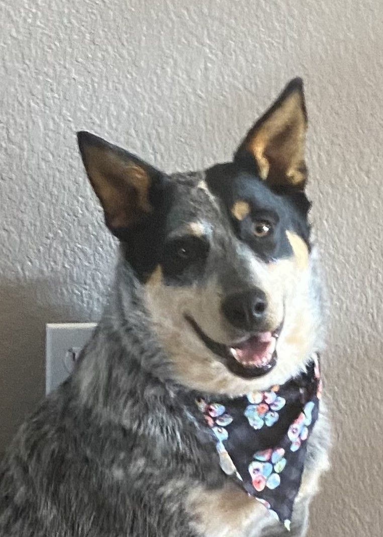 Enlarge Cooper, an adopted Australian Cattle Dog / Blue Heeler in Greeley, CO image 1/3