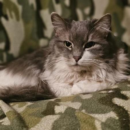 Queenie, Adult Female unknown