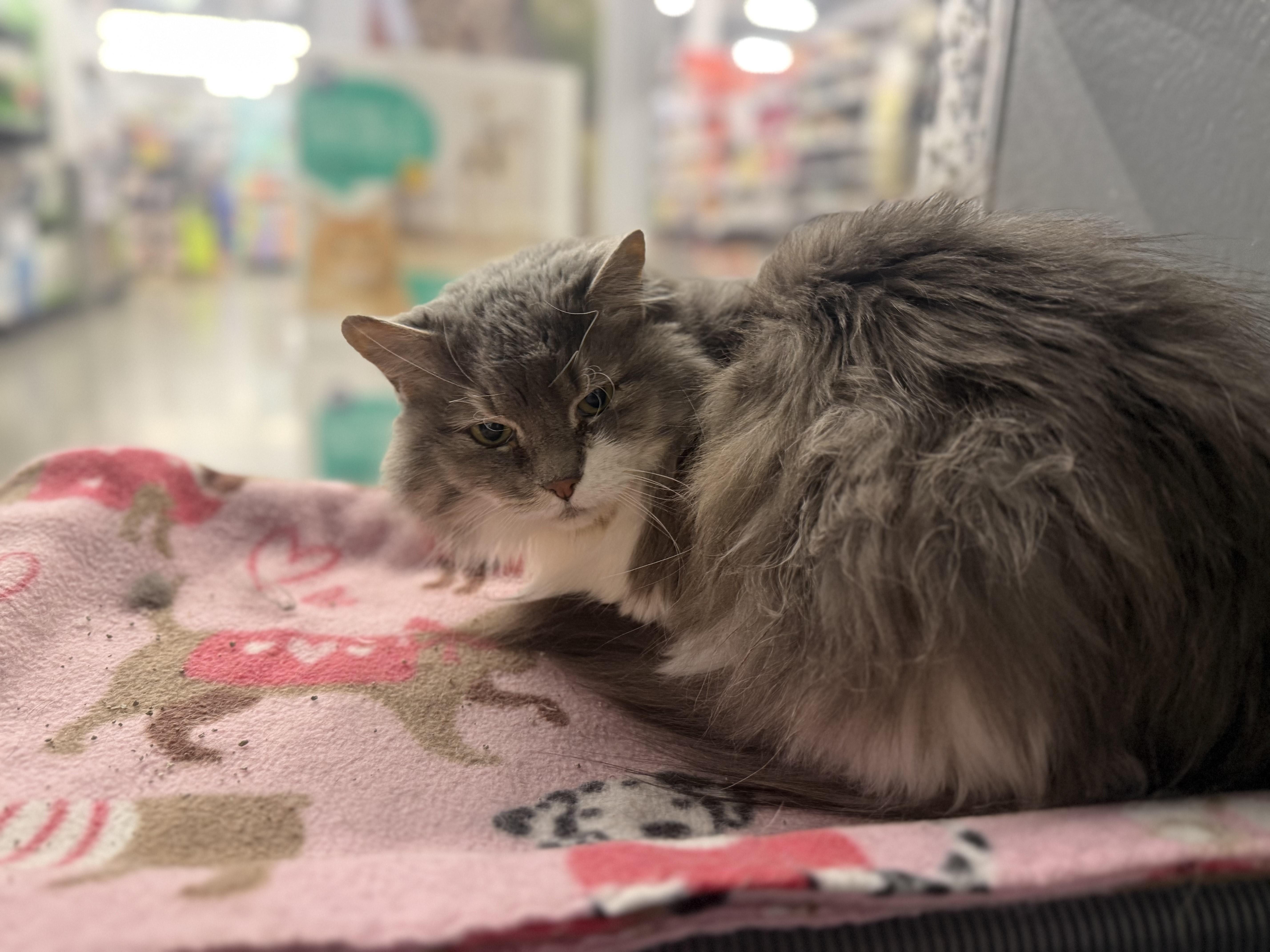 Queenie, an adoptable Domestic Long Hair in Pocatello, ID, 83201 | Photo Image 2